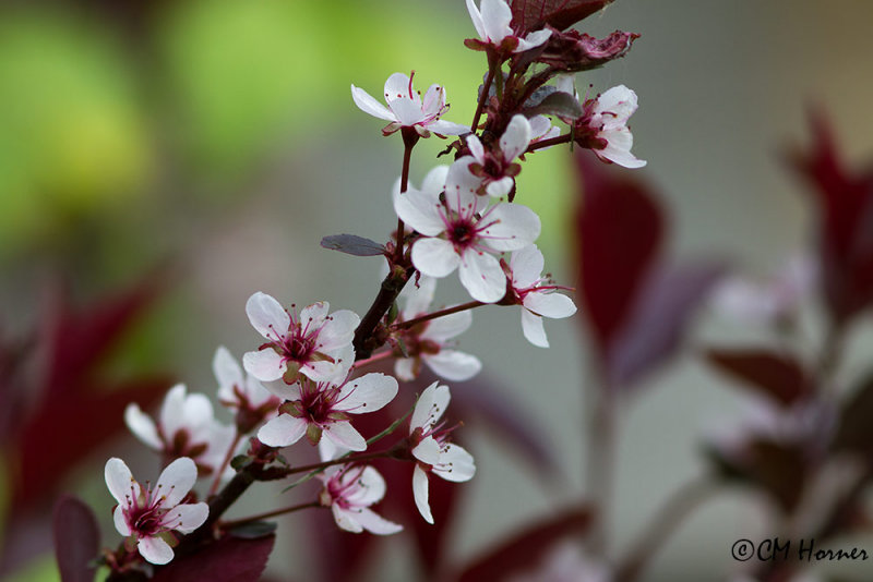 9963 Sand Cherry blossoms.jpg