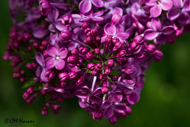 9988 Lilac next door.jpg