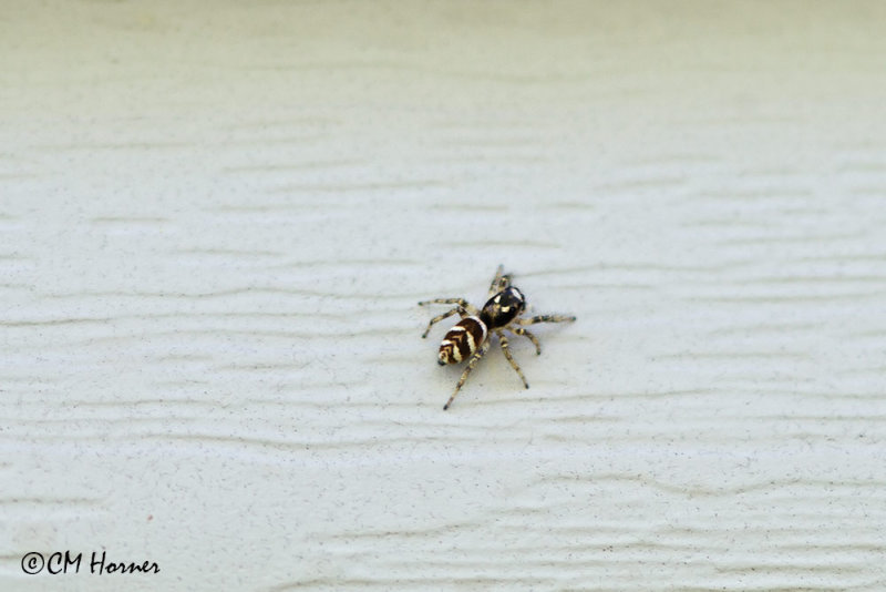 0086 Zebra Jumper