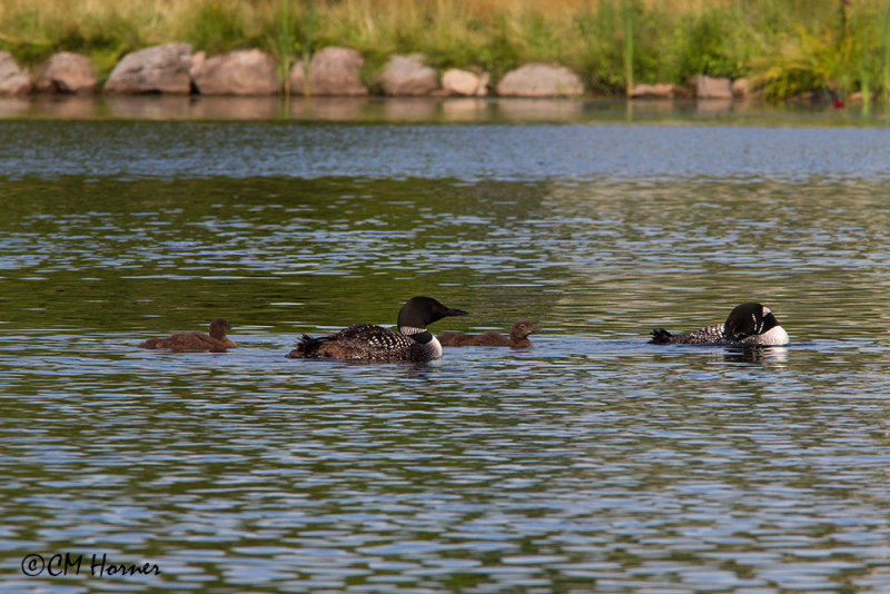 0300 Common Loon family.jpg