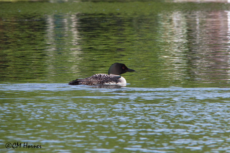 0308 Common Loon adult.jpg