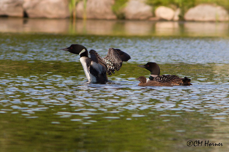 0320 Common Loon family.jpg