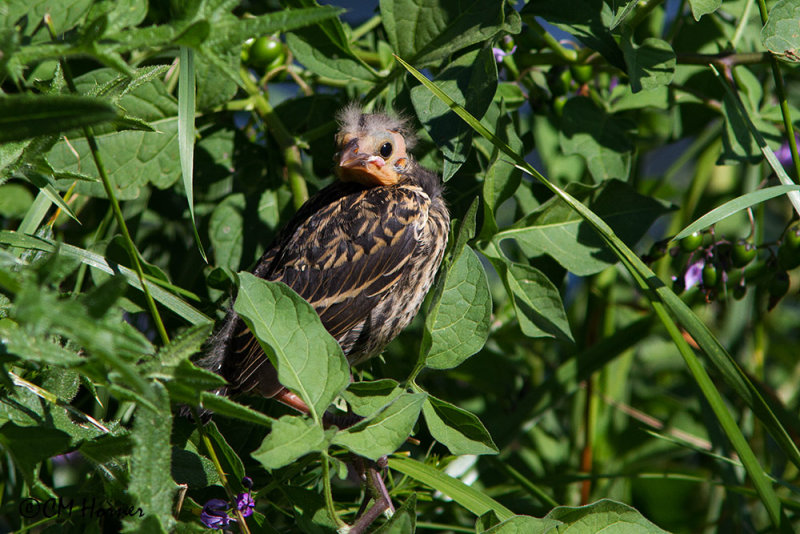0403 Red-winged Blackbird juvenile.jpg