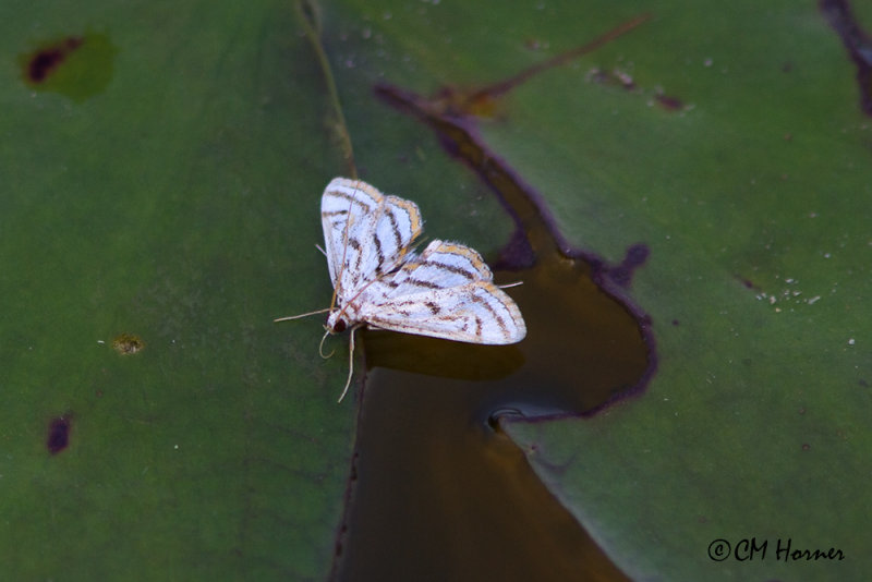 0482 Chestnut-marked Pondweed Moth.jpg