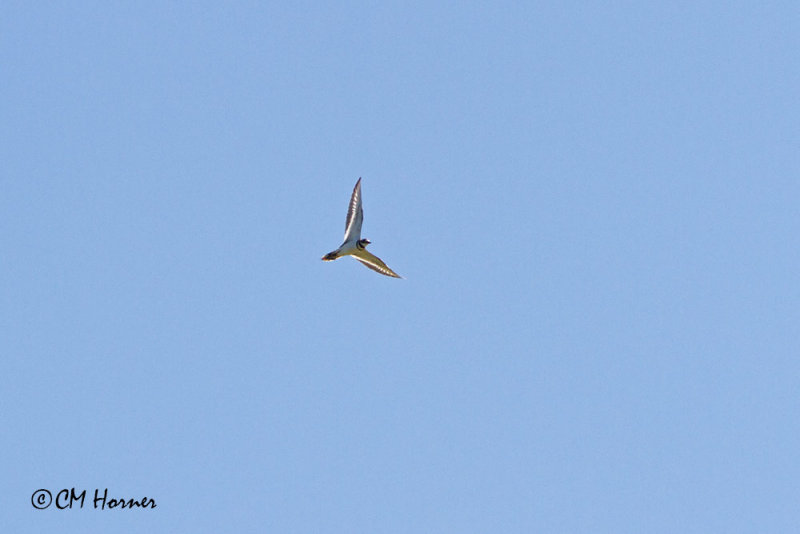 0556 Killdeer.jpg