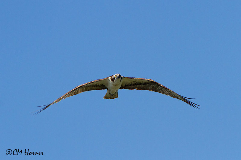 0596 Osprey.jpg