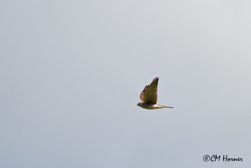0706 American Kestrel female.jpg