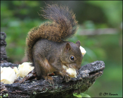 4921 Bolivian Squirrel.jpg