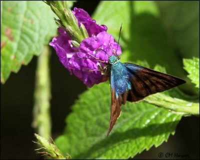 5005 Astraptes latimargo confirm id.jpg