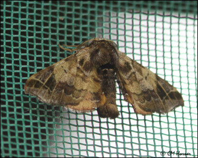 5021 Moth sp.jpg