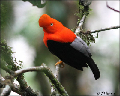 5255 Andean Cock-of-the-Rock male.jpg