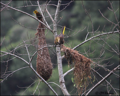 5443 Dusky-green Oropendola at nest.jpg