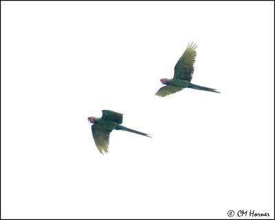 6082 Military Macaw confirm id.jpg