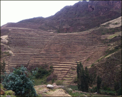 0189 Inca terraces.jpg