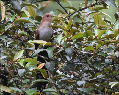 6149 Squirrel Cuckoo.jpg