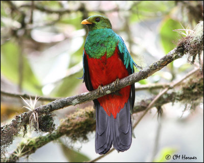 6229 Golden-headed Quetzal.jpg