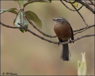 6339 Brown-backed Chat-tyrant.jpg