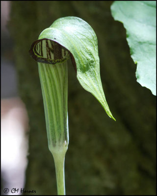 0085 Jack-in-the-Pulpit_edited-1.jpg