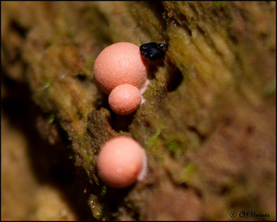 0108 Pink Slime Mold.JPG