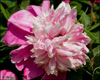 0182 Pink Peony.jpg