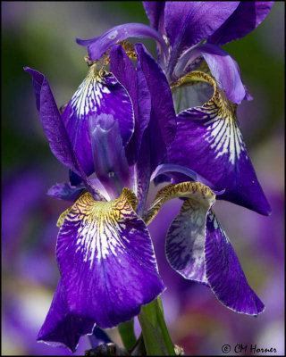 0187 Purple Iris.jpg