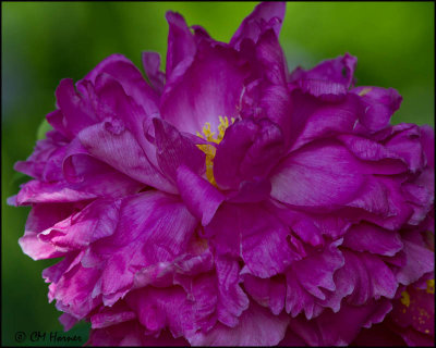 0189 Pink Peony.jpg