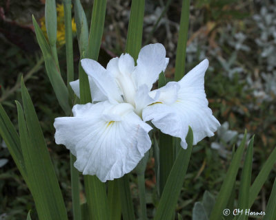 0291 White Iris.jpg