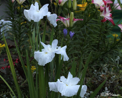 0294 White Iris.jpg