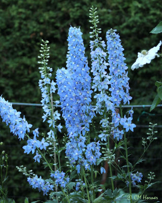 0307 Delphiniums.jpg