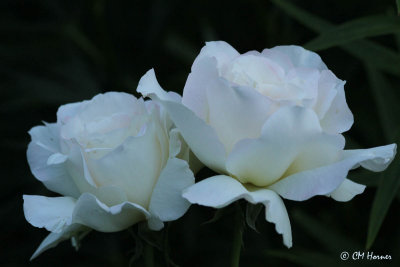0319 White Roses.jpg