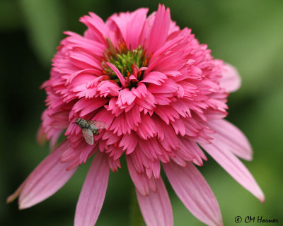 0416 Razzmatazz Coneflower.jpg