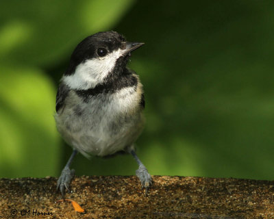 0444 Black-capped Chickadee.jpg