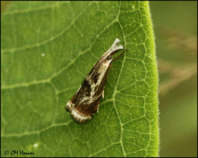 0568 Microcrambus elegans Elegant Grass-veneer Moth.jpg