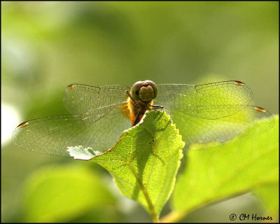 0593 Meadowhawk sp_edited-1.jpg