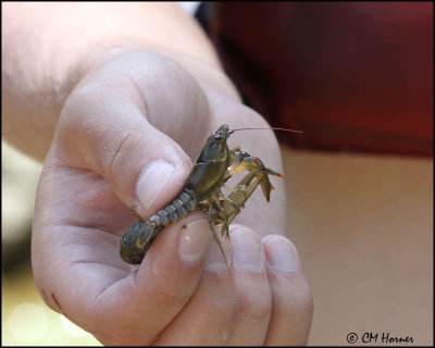 0645 Crayfish.jpg