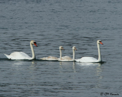 0755 Mute Swan family.jpg