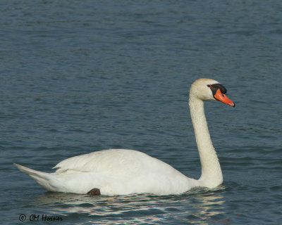 0772 Mute Swan.jpg