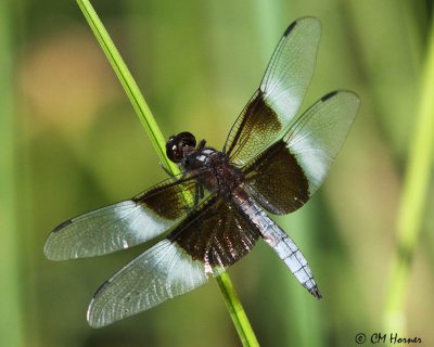 0884 Widow Skimmer.jpg