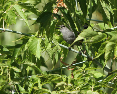 0919 Gray Catbird.jpg