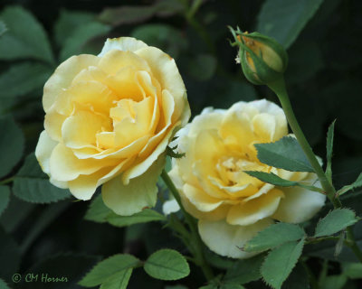 1007 Yellow roses.jpg