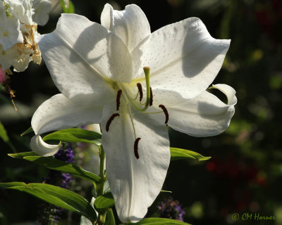 1067 White Lily.jpg