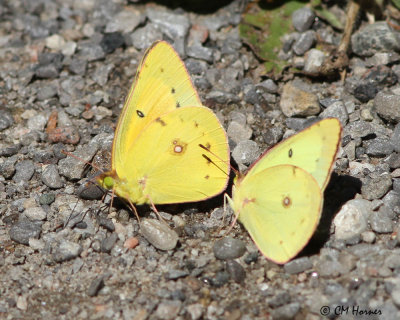 1224 Clouded Sulphur.jpg