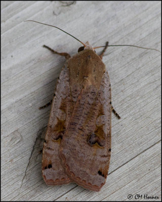 0021 Large Yellow Underwing.jpg