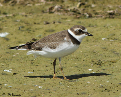 1418 Semipalmated Plover.jpg