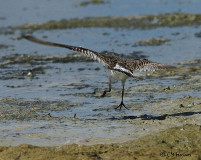 1623 White-rumped Sandpiper.jpg