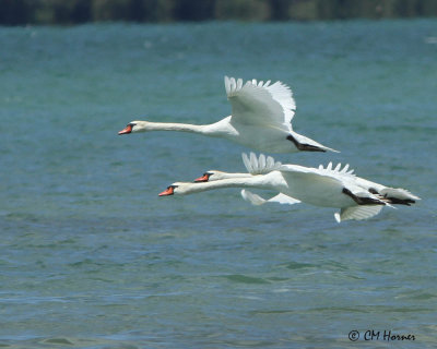 1712 Mute Swans.jpg