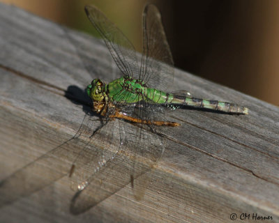 1796 Eastern Pondhawk female.jpg