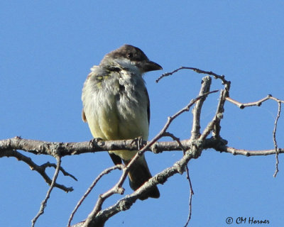 1944 Thick-billed Kingbird.jpg