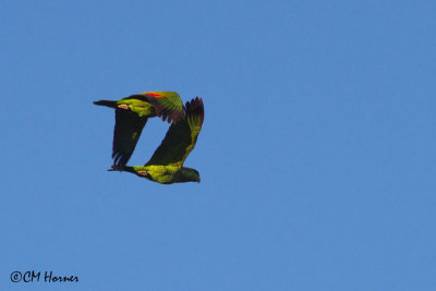 4489 Lilac-crowned Parrots.jpg