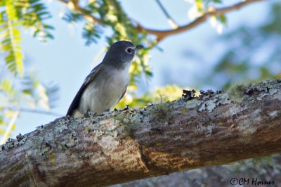 4494 Plumbeous Vireo.jpg